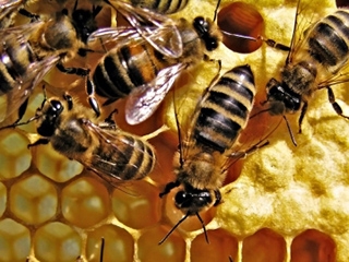 Пчеловоды открывают новый сезон в Кезской районной билиотеке