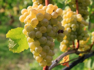 Приглашаем на час полезных советов «О винограде и не только»