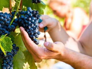 Лекция «Технология выращивания винограда в Удмуртии»