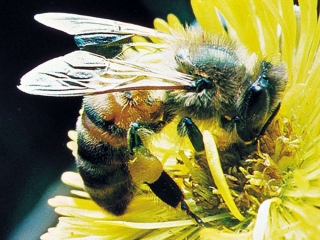 Встреча с представителями общества пчеловодов «Нектар»