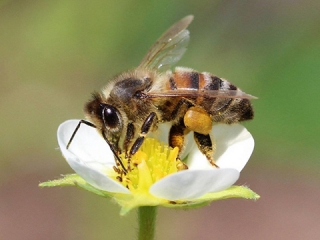 Клуб «Пчелка» приглашает в Кезскую библиотеку